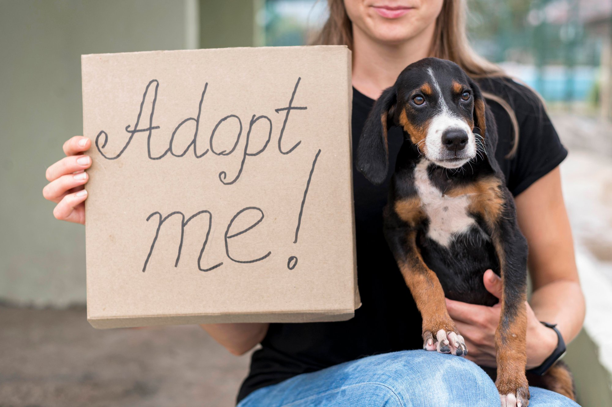 Non Profit Dogs